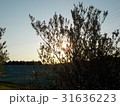 オリーブ畑の夕日 31636223