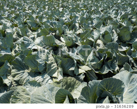 キャベツ畑 31636289