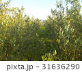 オリーブ畑 31636290