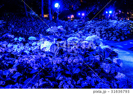 ロッジとアジサイ ブルーライトアップ 31636793
