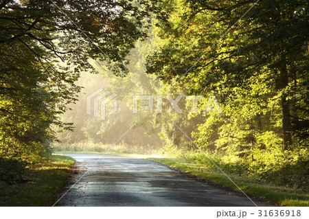 Rural road through a foggy autumn forest Rural road through a foggy autumn forest 31636918