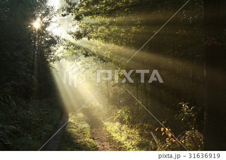 Dirt road through the forest on a misty morning Dirt road through the forest on a misty morning 31636919