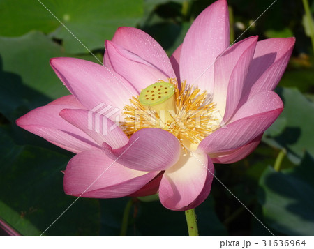 睡蓮 スイレン 水連 31636964