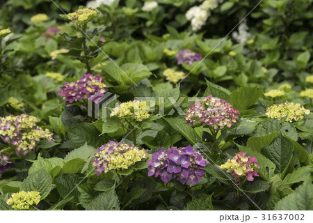 紫陽花 アジサイ あじさい 31637002
