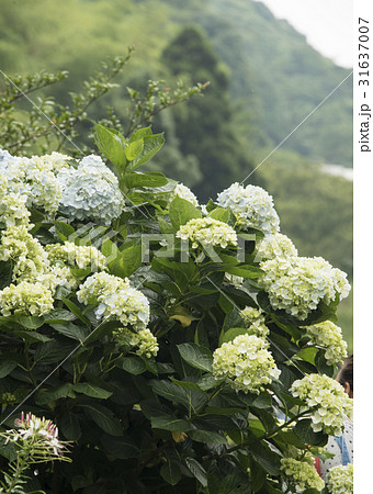 紫陽花 アジサイ あじさい 31637007