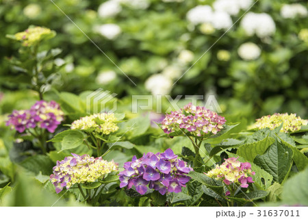 紫陽花 アジサイ あじさい 31637011
