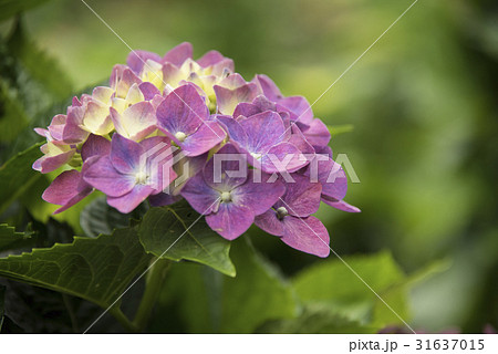 紫陽花 アジサイ あじさい 31637015