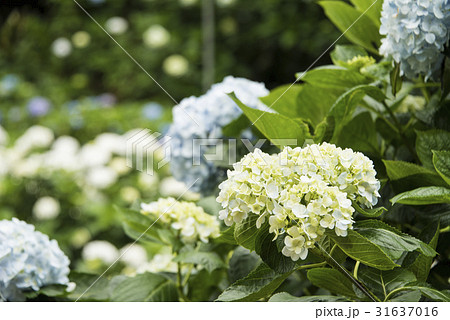 紫陽花 アジサイ あじさい 31637016
