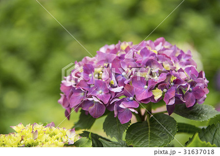 紫陽花 アジサイ あじさい 31637018