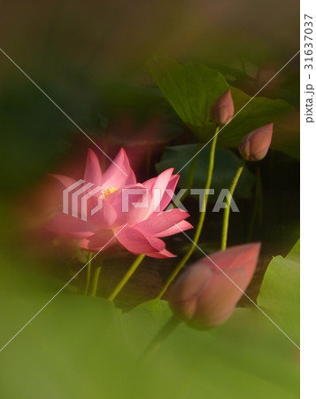 睡蓮 スイレン 水連 31637037