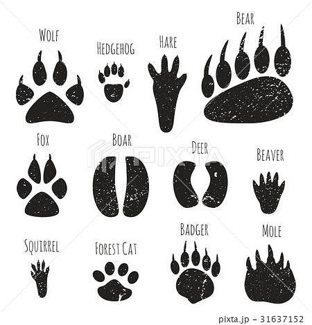 Set Of Forest Animals Footprints のイラスト素材