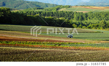 嬬恋村愛妻の丘 嬬恋村愛妻の丘 31637785