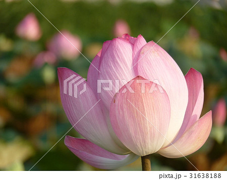 睡蓮 スイレン 水連 31638188