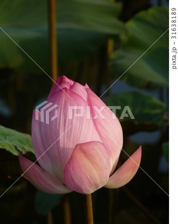 睡蓮 スイレン 水連 31638189