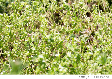 ウシハコベ 31639278