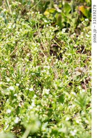 ウシハコベ 31639279