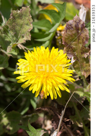 たんぽぽの花 たんぽぽの花 31639353