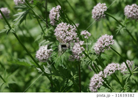 カノコソウの蜜を吸うウスバシロチョウ カノコソウの蜜を吸うウスバシロチョウ 31639382