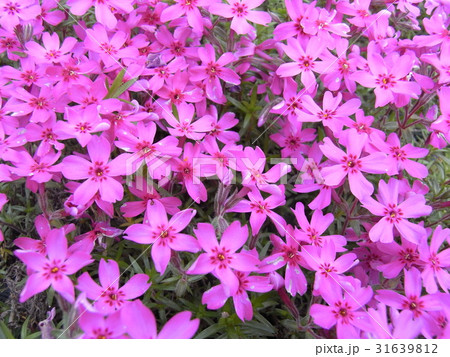 芝桜 31639812