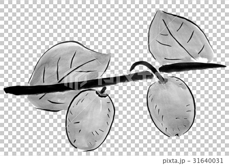 キウイフルーツ 水墨画のくだもの のイラスト素材 31640031 Pixta
