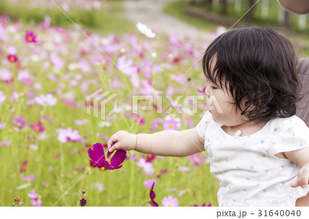 コスモス畑と赤ちゃん 31640040