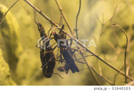 Peruvian black stick insect peruphasma schultei 31640103