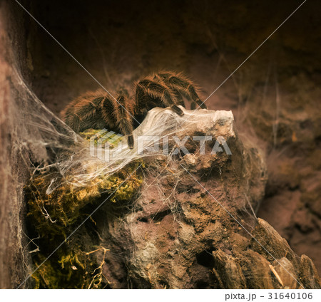 Chilean rose tarantula Grammostola Rosea Chilean rose tarantula Grammostola Rosea 31640106