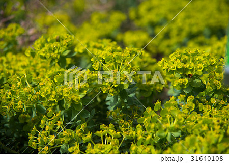 close up on euphorbia myrsinties plant 31640108
