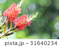 ブラシノキ 31640234