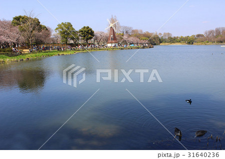 浮間公園の春 31640236