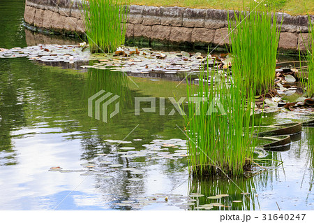 すいれんと池 31640247