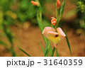 グラジオラス 31640359