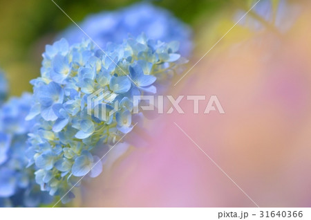 水色の紫陽花 水色の紫陽花 31640366