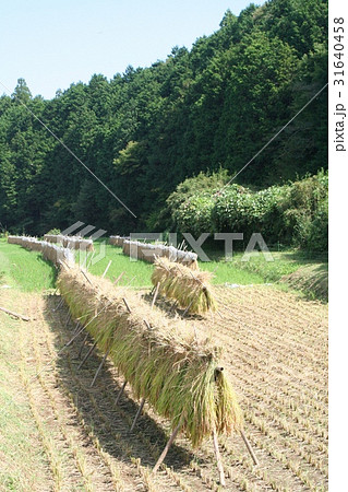 城里町　収穫の秋 31640458