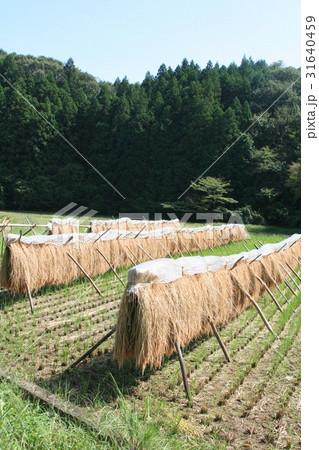 城里町　収穫の秋 31640459
