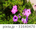 ペチュニア 31640470