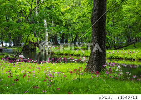 千手ヶ浜のクリンソウ 千手ヶ浜のクリンソウ 31640711