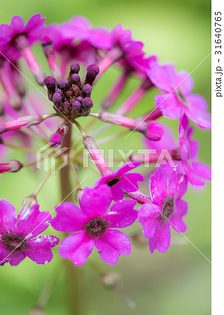 千手ヶ浜のクリンソウ 千手ヶ浜のクリンソウ 31640765