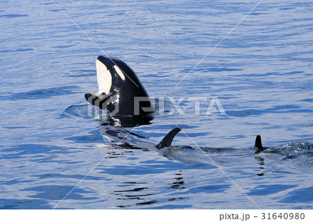羅臼沖のシャチ 31640980