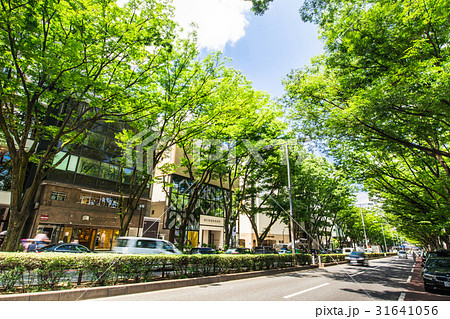 東京 表参道 東京 表参道 31641056