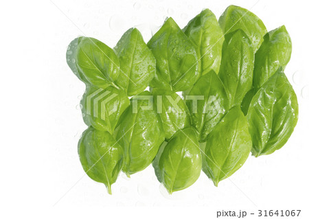 バジル 31641067