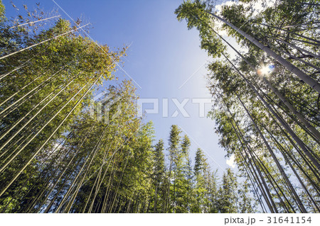 名古屋市　志段味古墳群　竹林 31641154