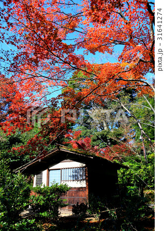 茶室とその周辺の紅葉 茶室とその周辺の紅葉 31641274