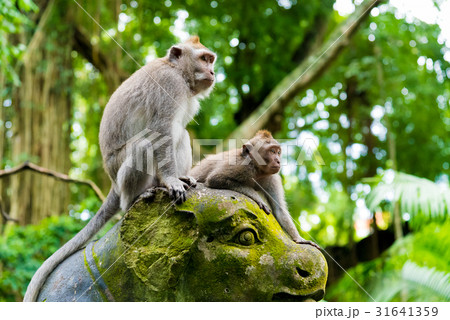 Macaque monkeys at Monkey Forest, Bali, Indonesia 31641359