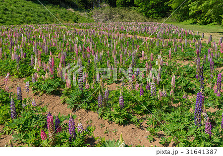 国営武蔵丘陵森林公園のルピナス 国営武蔵丘陵森林公園のルピナス 31641387