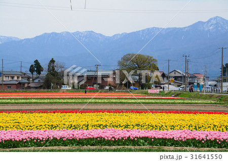 新潟県五泉市　チューリップまつり 31641550