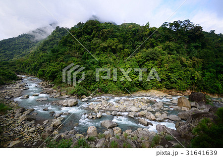 林 森 樹林 31641639