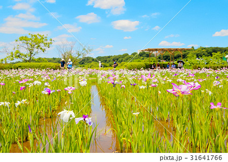 ハナショウブ 菖蒲 花菖蒲  31641766
