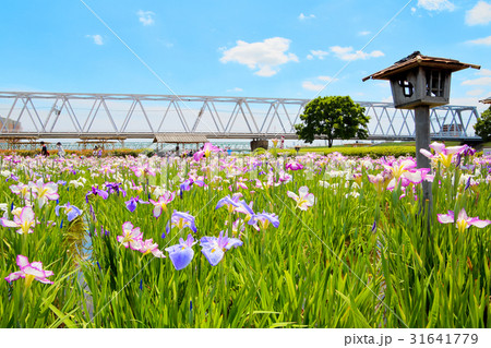 ハナショウブ 菖蒲 花菖蒲  31641779