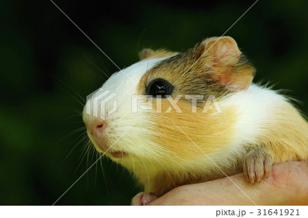Guinea pig on hand 31641921